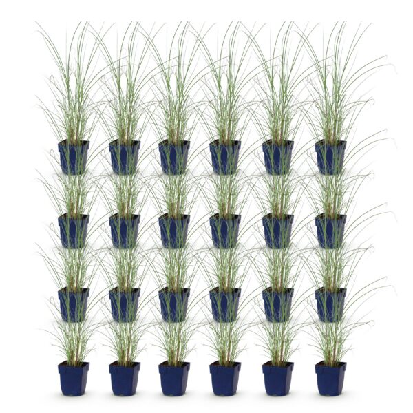 thumbnail_6000-542.jpg Miscanthus sin. Morning Light - Pampusgras - Met Pluim - Zilver - 24 Planten