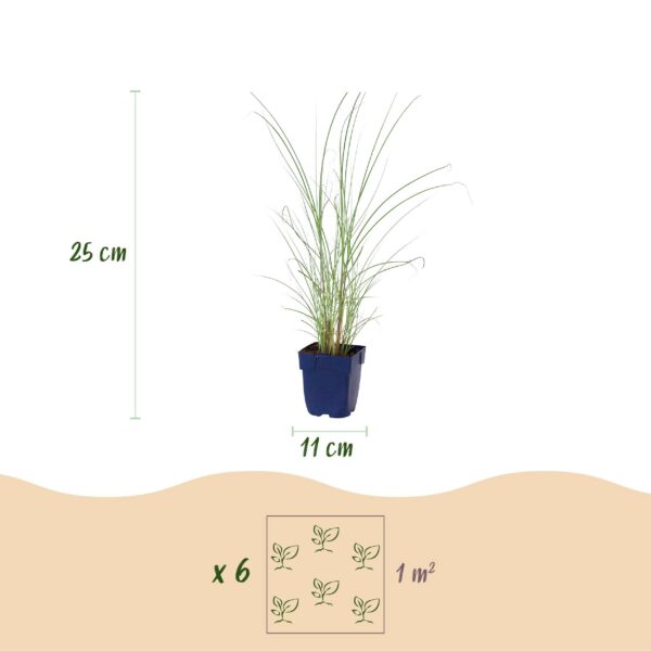 thumbnail_6000-543.jpg Miscanthus sin. Morning Light - Pampusgras - Met Pluim - Zilver - 24 Planten