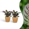 Ctenanthe Burle Marxii - Visgraatplant - 2 Planten - met Mand