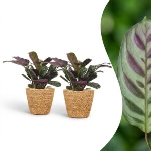 Ctenanthe Burle Marxii - Visgraatplant - 2 Planten - met Mand