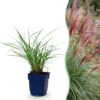 Miscanthus sin. Red Chief - Pampusgras - Met Pluim - Groen - 24 Planten