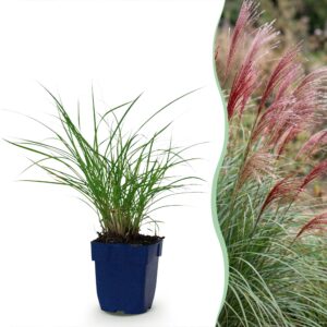 thumbnail_6000-553.jpg Miscanthus sin. Red Chief - Pampusgras - Met Pluim - Groen - 24 Planten