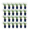 Miscanthus sin. Red Chief - Pampusgras - Met Pluim - Groen - 24 Planten