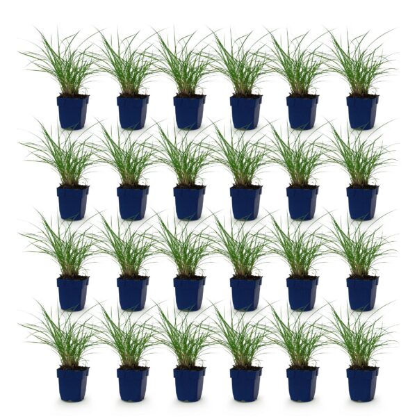 thumbnail_6000-554.jpg Miscanthus sin. Red Chief - Pampusgras - Met Pluim - Groen - 24 Planten
