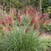 Miscanthus sin. Red Chief - Pampusgras - Met Pluim - Groen - 24 Planten