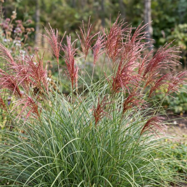 thumbnail_6000-557.jpg Miscanthus sin. Red Chief - Pampusgras - Met Pluim - Groen - 24 Planten