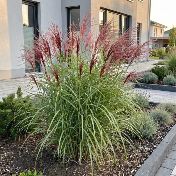 thumbnail_6000-558.jpg Miscanthus sin. Red Chief - Pampusgras - Met Pluim - Groen - 24 Planten
