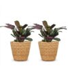 Ctenanthe Burle Marxii - Visgraatplant - 2 Planten - met Mand