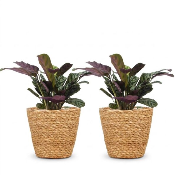 thumbnail_6000-56.jpg Ctenanthe Burle Marxii - Visgraatplant - 2 Planten - met Mand