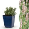 Lavandula ang. Rosea - Lavendel - Geurend - Roze - 24 Planten