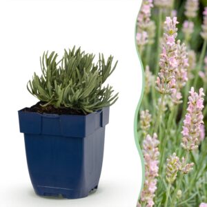 thumbnail_6000-565.jpg Lavandula ang. Rosea - Lavendel - Geurend - Roze - 24 Planten