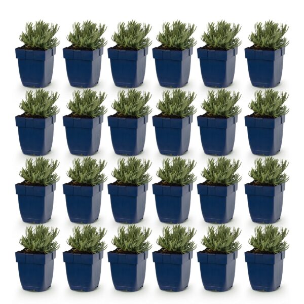 Lavandula ang. Rosea - Lavendel - Geurend - Roze - 24 Planten