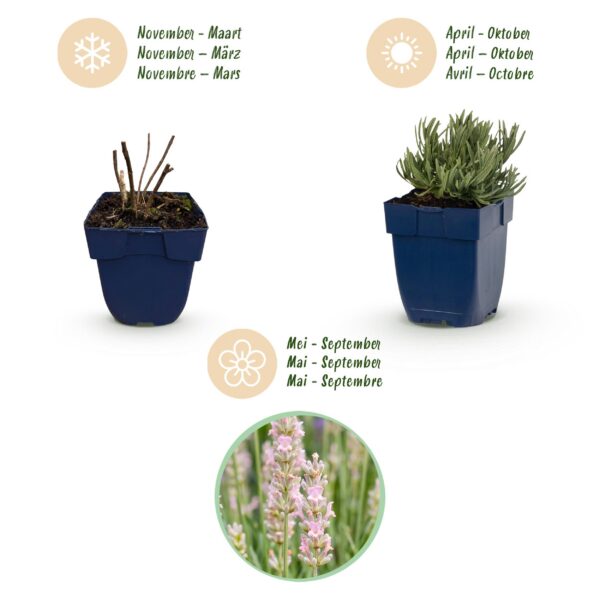 Lavandula ang. Rosea - Lavendel - Geurend - Roze - 24 Planten