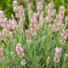 Lavandula ang. Rosea - Lavendel - Geurend - Roze - 24 Planten