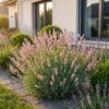 Lavandula ang. Rosea - Lavendel - Geurend - Roze - 24 Planten