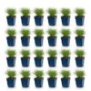 Festuca glauca - Blauwgras - Groenblijvend - Blauw - 24 Planten