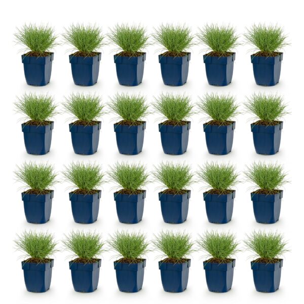 Festuca glauca - Blauwgras - Groenblijvend - Blauw - 24 Planten