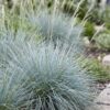 Festuca glauca - Blauwgras - Groenblijvend - Blauw - 24 Planten