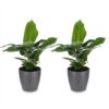 Musa Oriental Dwarf - Dwergbanaan - 2 Planten - met Potter Grijs