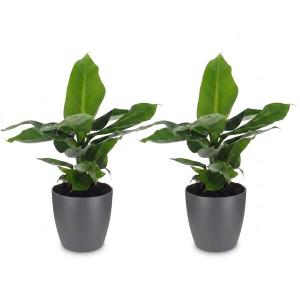 thumbnail_6000-6.jpg Musa Oriental Dwarf - Dwergbanaan - 2 Planten - met Potter Grijs