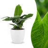 Musa Oriental Dwarf - Dwergbanaan - met Potter Wit