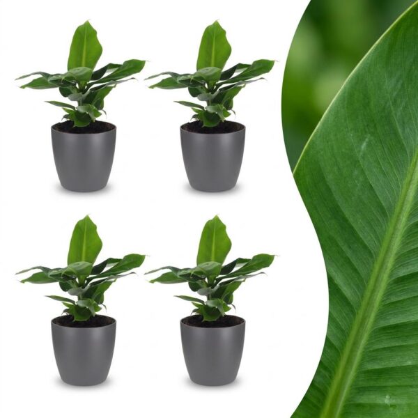 thumbnail_6000.jpg Musa Oriental Dwarf - Dwergbanaan - 4 Planten - met Potter Grijs