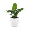 Musa Oriental Dwarf - Dwergbanaan - met Potter Wit
