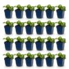 Geranium macr. Czakor - Ooievaarsbek - Bodembedekkend - Paars-Roze - 24 Planten