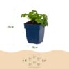 Geranium macr. Czakor - Ooievaarsbek - Bodembedekkend - Paars-Roze - 24 Planten