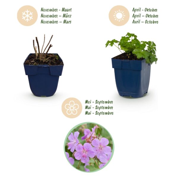 thumbnail_6000-616.jpg Geranium macr. Czakor - Ooievaarsbek - Bodembedekkend - Paars-Roze - 24 Planten