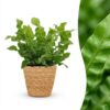 Asplenium Crispy Wave - Asplenium Crispy Wave - met Mand