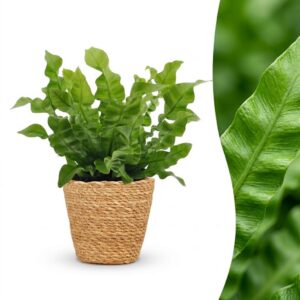 Asplenium Crispy Wave - Asplenium Crispy Wave - met Mand