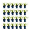Carex morrowii Ice Dance - Japanse Zegge - Groenblijvend - Creme-Groen - 24 Planten