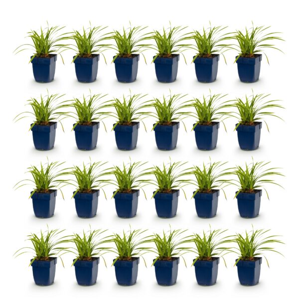 thumbnail_6000-650.jpg Carex morrowii Ice Dance - Japanse Zegge - Groenblijvend - Creme-Groen - 24 Planten