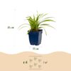 Carex morrowii Ice Dance - Japanse Zegge - Groenblijvend - Creme-Groen - 24 Planten