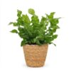Asplenium Crispy Wave - Asplenium Crispy Wave - met Mand