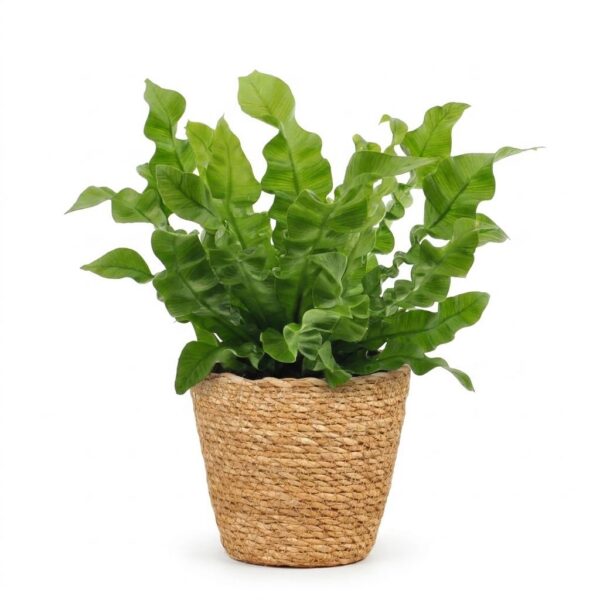 thumbnail_6000-66.jpg Asplenium Crispy Wave - Asplenium Crispy Wave - met Mand