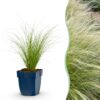 Stipa tenuissima Ponytails - Vedergras - Groenblijvend - Groen - 12 Planten