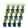 Stipa tenuissima Ponytails - Vedergras - Groenblijvend - Groen - 12 Planten