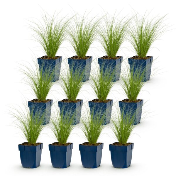 Stipa tenuissima Ponytails - Vedergras - Groenblijvend - Groen - 12 Planten