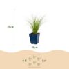 Stipa tenuissima Ponytails - Vedergras - Groenblijvend - Groen - 12 Planten