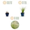 Stipa tenuissima Ponytails - Vedergras - Groenblijvend - Groen - 12 Planten