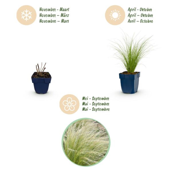 Stipa tenuissima Ponytails - Vedergras - Groenblijvend - Groen - 12 Planten