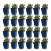 Lavandula Tricolour - Lavendel - Geurend - Blauw - Roze - Wit - 24 Planten