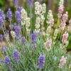 Lavandula Tricolour - Lavendel - Geurend - Blauw - Roze - Wit - 24 Planten