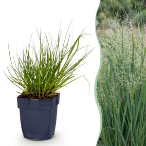 thumbnail_6000-686.jpg Panicum virg. Northwind - Prairiegraan - Met Pluim - Groen - 12 Planten