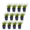 Panicum virg. Northwind - Prairiegraan - Met Pluim - Groen - 12 Planten