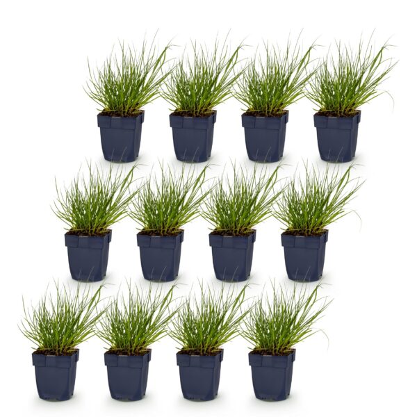 thumbnail_6000-687.jpg Panicum virg. Northwind - Prairiegraan - Met Pluim - Groen - 12 Planten