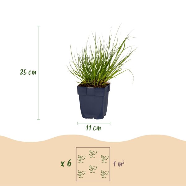thumbnail_6000-688.jpg Panicum virg. Northwind - Prairiegraan - Met Pluim - Groen - 12 Planten