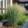 Panicum virg. Northwind - Prairiegraan - Met Pluim - Groen - 12 Planten
